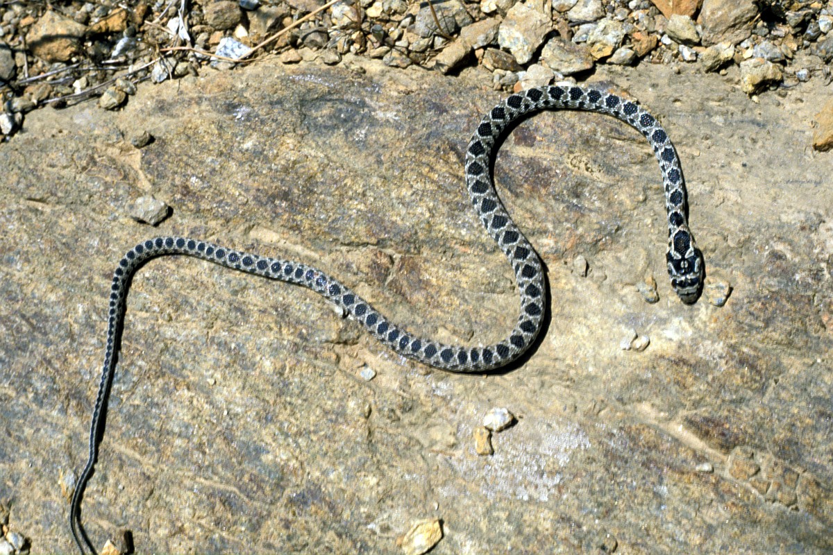 Coluber hippocrepis, Horseshoe Whip Snake